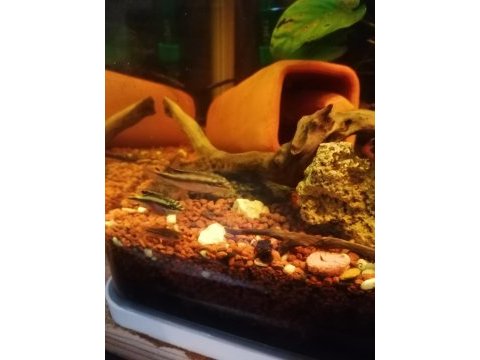 Yavru diskus kribensis vatoz çöpçü beta