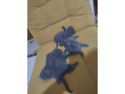 British shorthair bebelerimize yeni yuva arıyoruz