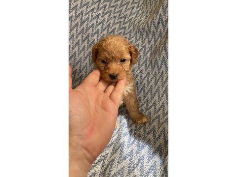 Erkek apricot toy poodle