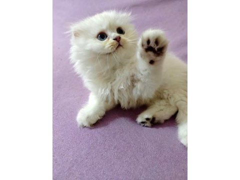 Scottish fold bebeklerimiz yuvalarını arıyor