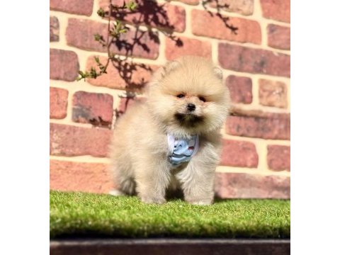 Pomeranian boo 2.5 aylık dişi erkek
