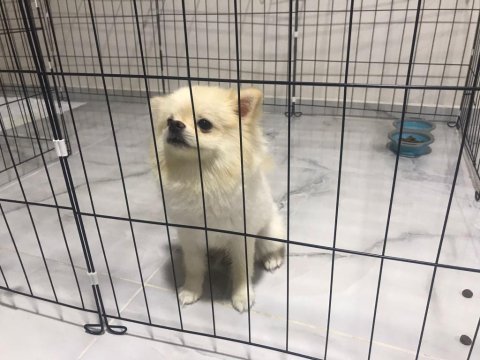 1 yaşında pomeranian tuvalet eğitimi var