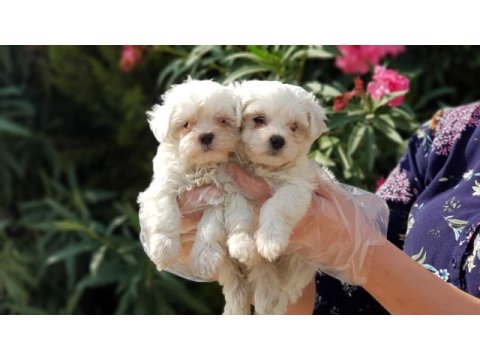 Maltese terrier yavru