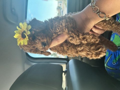 Toy poodle yavru
