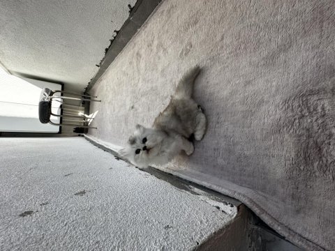 Yavrularımın british longhair yavruşları