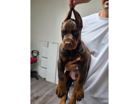 Doberman şecereli