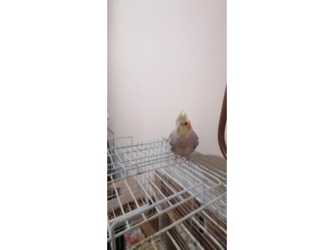 Evde yetiştirilen sağlıklı yavru sultan papağanlar