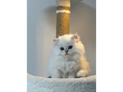 Üst kalite son erkek british longhair yavrum