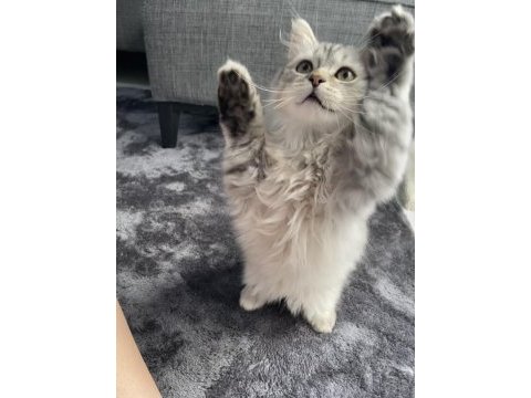 3 aylık british longhair yavrular