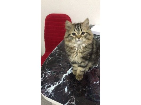 En güzel ve en tatlı iran kedisi kardeşler