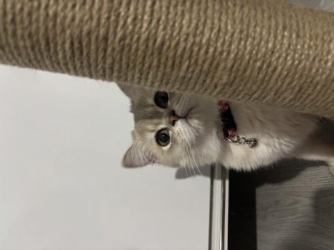 4.5 aylık dişi chinchilla