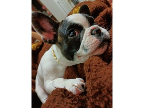 Sıfır masrafla sahip ol french bulldog