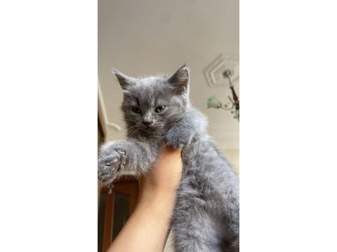 2 dişi 3 erkek yavrularımız ilanda british longhair
