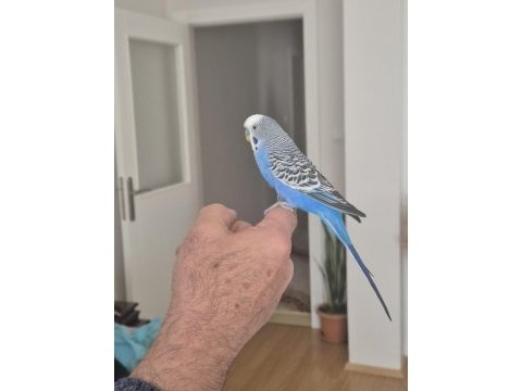 6 aylık genç kendi kuşlarımın yavrusu erkek