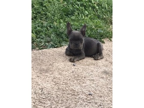 French bulldog köpekler