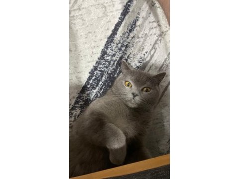 4 yaşında kısır dişi kedimiz