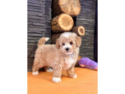 Büyümeyen maltipoo yavrulari 
