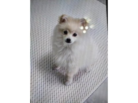 Pomeranian 8 aylık erkek köpeğimiz