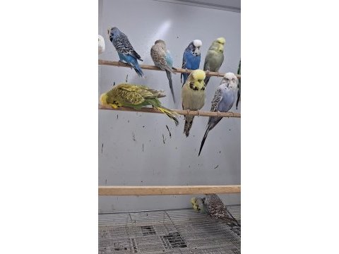 Show jumbo muhabbet kuşları