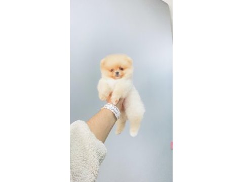 Pomeranian boo