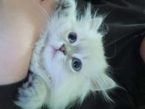 3 aylık british longhair kızımıza acil yuva arıyoruz