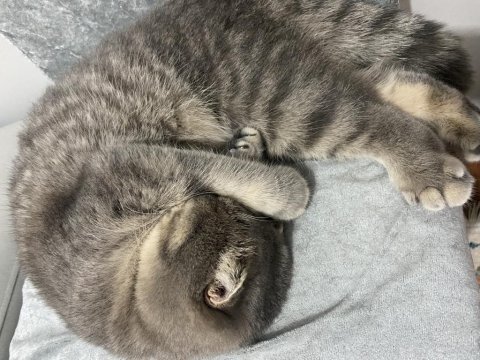 Kızıma yuva arıyorum scottish fold