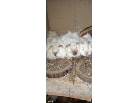 Yavru ve yetişkin guinea pig mevcuttur