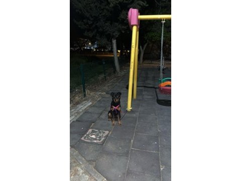 5,5 aylık erkek kalıbında dişi rottweiler