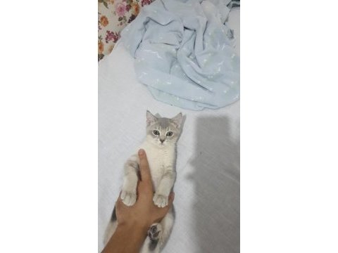 Çok tatlı safkan özel renkli british shorthair