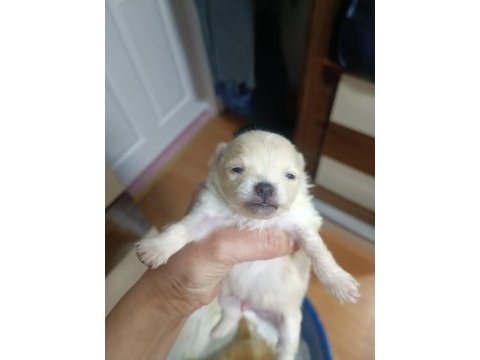 Pomeranian yavrular çok tatlılar