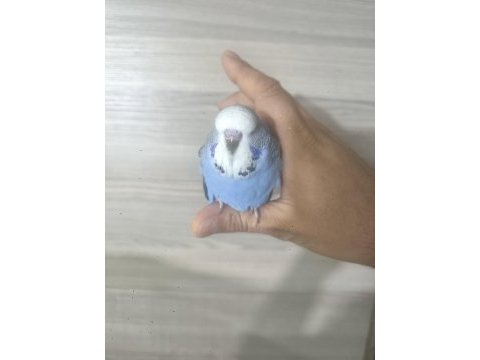 Bebek show muhabbet kuşumuz
