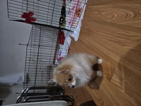 Şimdiden hayırlı olsun pomeranian