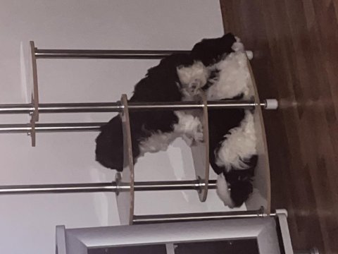 2 aylık maltipoo yavru köpekler