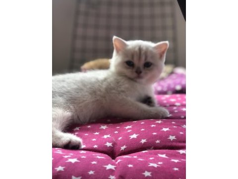 Ev ortamın da büyütülmüş british shorthair pofidikler
