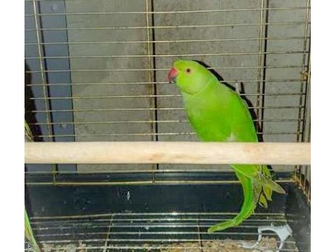 3-4 aylık yavru pakistan papağanları