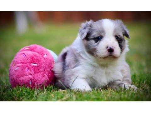 Çok iyi border collie yavruları istanbul