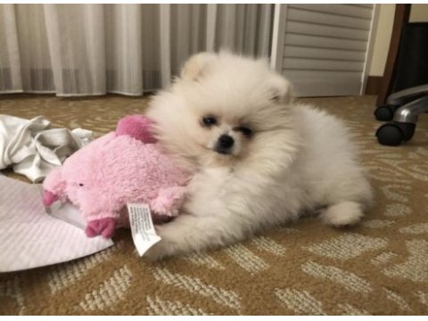 Evinizin neşesi olacak pomeranian yavrumuz ailesini arıyor