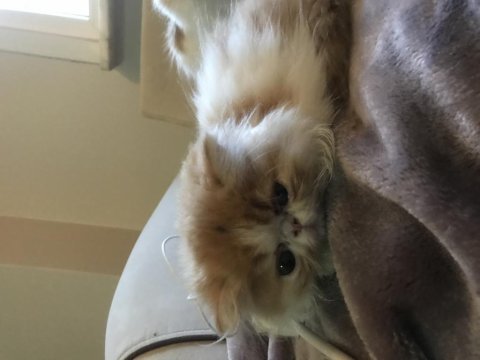 2,5 aylık erkek iran persian yavruları