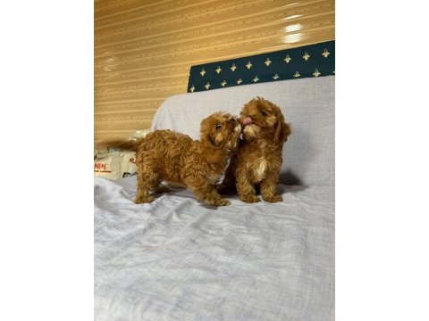 Cavapoo köpekler
