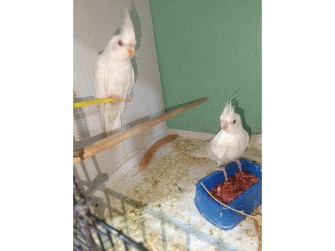 Albino sultan papağanı yavru