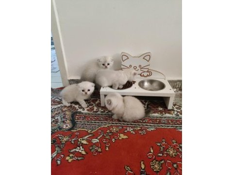 2 aylık scottish fold bluepoint yavruları