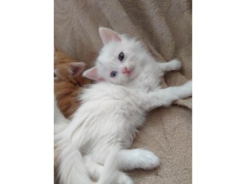 British longhair yavru 65 günlük