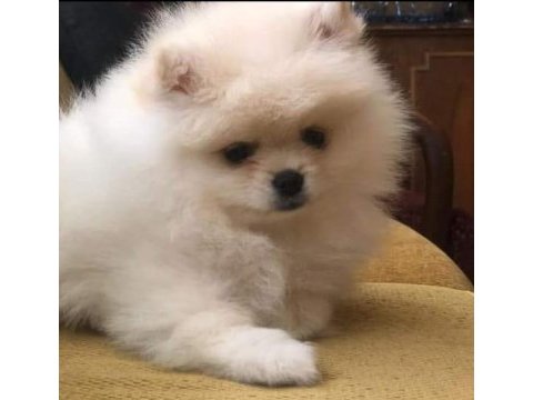 Pomeranian spitz yavrular
