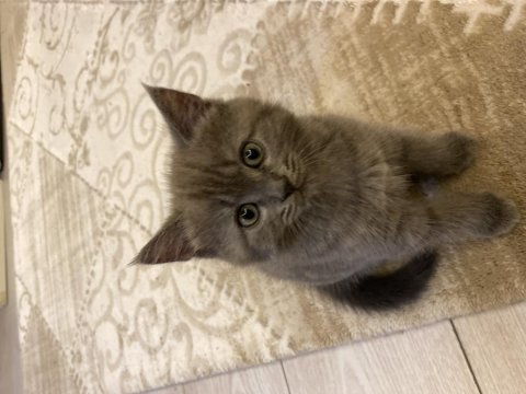 British longhair