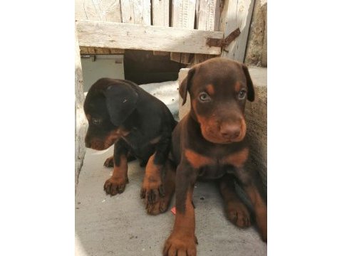 A şecereli anne ve babadan a scrli doberman yavrular