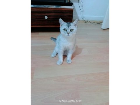Etimesgut ta 5 aylık evcil uyumlu kedimiz