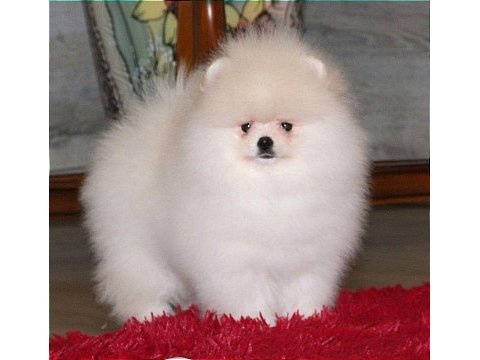Yavru köpeğimiz pomeranian boo