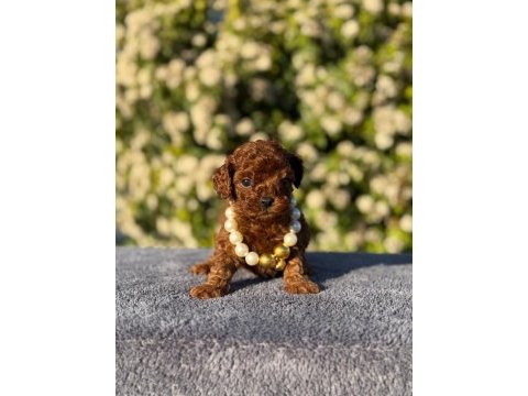 Kore kan poodle yavrularım