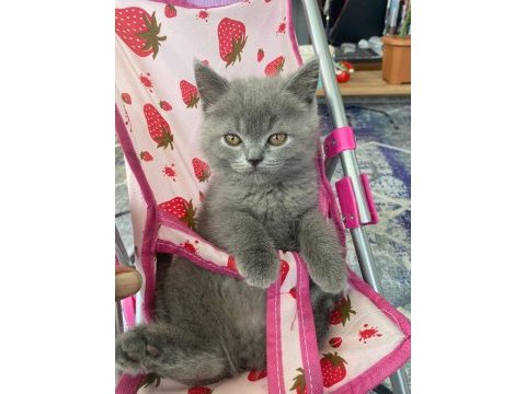 Güzeller güzeli british shorthair yavrularımız