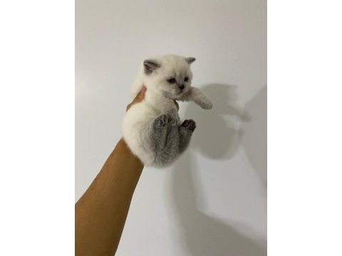 British shorthair blue point